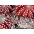 Frozen Baby Octopus Frozen Poulp Squid Factory